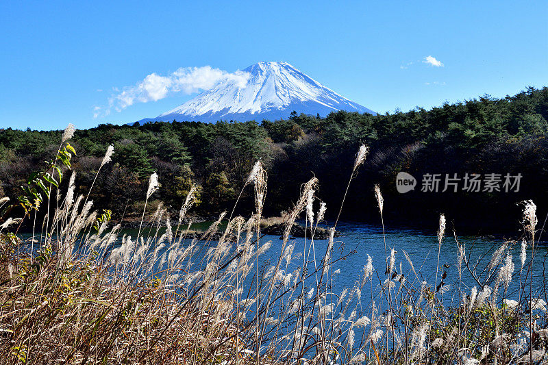 富士山和日本富士五湖地区的秋叶:Shojiko湖/ Shoji湖